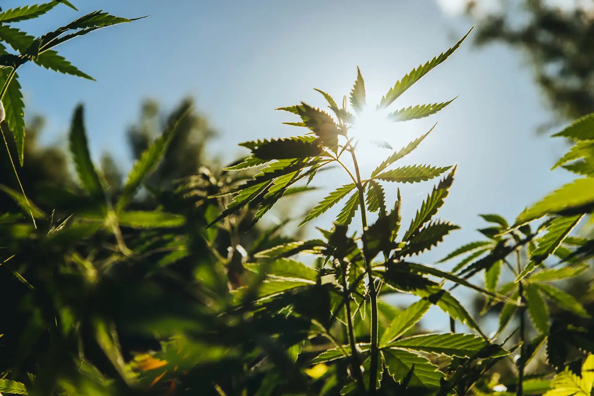 Cannabis (3)